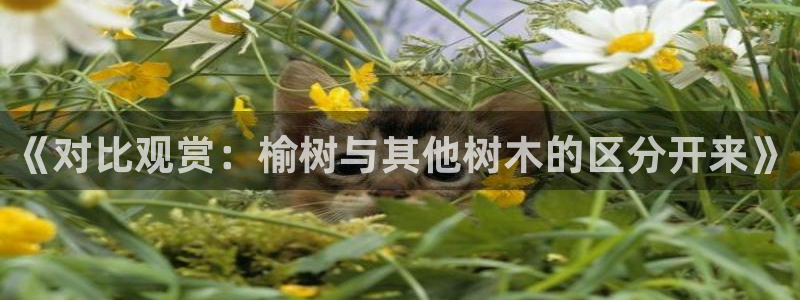 天顺娱乐儆70648抠:《对比观赏:榆树与其他树木的区分开来》